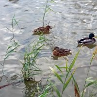 Серые шейки :: Galina Solovova Серые шейки :: Galina Solovova