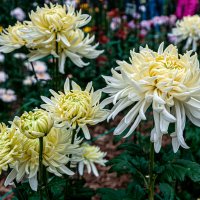 С выставки хризантем :: Варвара С выставки хризантем :: Варвара