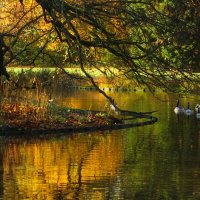 Утро на пруду :: Юрий. Шмаков