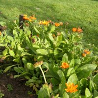 Календула в ноябре (хризантемы почти) :: Анна Воробьева