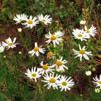 Ноябрьские ромашки :: Андрей Снегерёв Ноябрьские ромашки :: Андрей Снегерёв