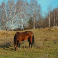 На лугу пасётся ко... :: Леонид leo На лугу пасётся ко... :: Леонид leo