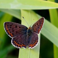 опять про бабочек...8 :: Александр Прокудин