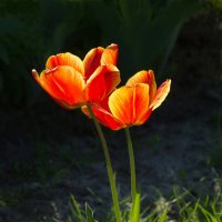 Тюльпаны. :: Сергей Рожков