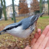 Поползень :: Сапсан 