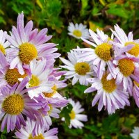 Цветы на городской клумбе в ноябре. :: Милешкин Владимир Алексеевич Цветы на городской клумбе в ноябре. :: Милешкин Владимир Алексеевич