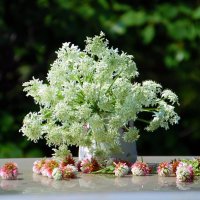 Полевой букетик. :: nadyasilyuk Вознюк