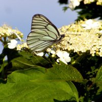 Боярышница на калине. :: nadyasilyuk Вознюк Боярышница на калине. :: nadyasilyuk Вознюк