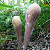 И такие бывают грибочки. :: nadyasilyuk Вознюк