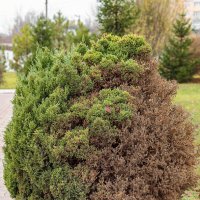 Два в одном. :: Светлана Ищенко