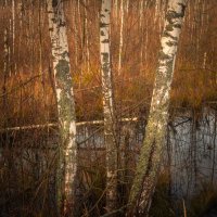 березы :: fogmeadowww m