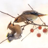 Конфликт на ветке :: Михаил Белоусов