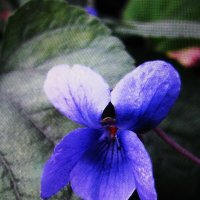 Последняя фиалочка :: Людмила Смородинская