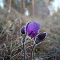 Подснежники :: Ирина *