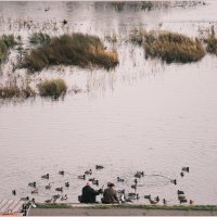 Утки :: Алексей Хвастунов