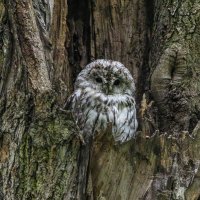 серая неясыть.молодая. :: юрий макаров серая неясыть.молодая. :: юрий макаров