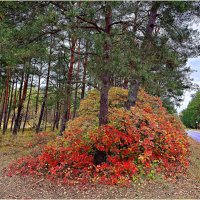 Скумпия вдоль дороги. Ноябрь. :: Валерия Комова