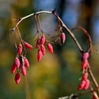 Барбарис обыкновенный... :: Николай Саржанов Барбарис обыкновенный... :: Николай Саржанов