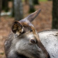 снимай меня, фотограф, снимай :: Michel 