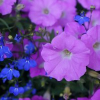 * * * :: Алёна Савина