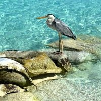 Птичка у воды :: Наталья 