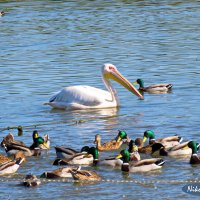 Пеликан среди дружественных уток)) :: Николай Волков