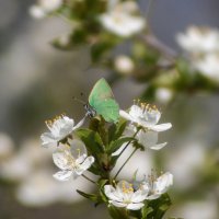 Бабочка. :: Александр 
