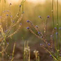 *** :: Иваннович *