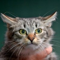 Кот :: Михаил Столяров