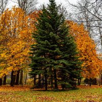 зеленая красавица :: Дмитрий Лупандин