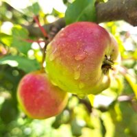 яблочки :: Наталья 