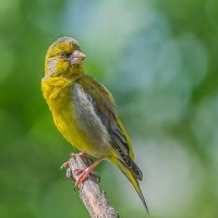 Зеленушка. :: Nik Lovec