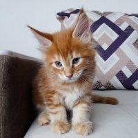 Харитон  - Мейн-кун :: Владимир Звягин