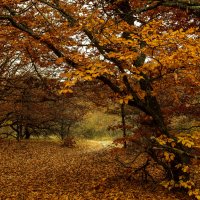 Буковый лес. :: Сергей Воротников