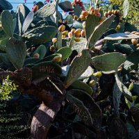 Плоды кактуса :: Светлана SvetNika17