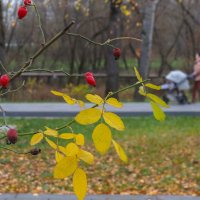 Осеннний Сюжет :: юрий поляков Осеннний Сюжет :: юрий поляков