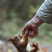 Пресс подкачаю... :: Александр Кондаков