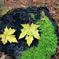 Осеннее настроение. :: Александр Кондаков