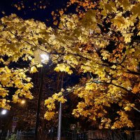 Вечер :: Алевтина 