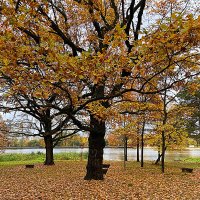 Осенний дуб :: Алевтина 