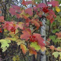 Калина красная, калина вызрела :: Нина северянка
