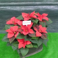 ПУАНСЕТИЯ :: СЕРГЕЙ ФИЛОЧКИН ПУАНСЕТИЯ :: СЕРГЕЙ ФИЛОЧКИН