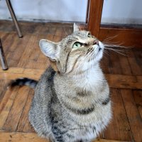 Запах мяса :: Николай (dr.Zlo) Кузнецов Запах мяса :: Николай (dr.Zlo) Кузнецов