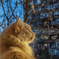 Осенние мечты :: Наталья Rosenwasser