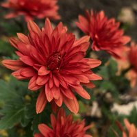 Хризантемы наших полисадников... :: Nina Streapan Хризантемы наших полисадников... :: Nina Streapan