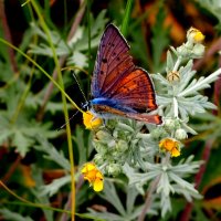 опять про бабочек...13 :: Александр Прокудин