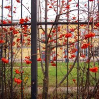 За оградой краснеет рябина :: Galina Solovova