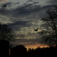 Птицы в небе :: Мария Яковлева