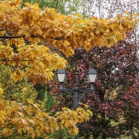 Краски осени :: Ольга 