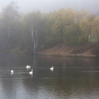 Лебединое озеро. :: Владимир Безбородов